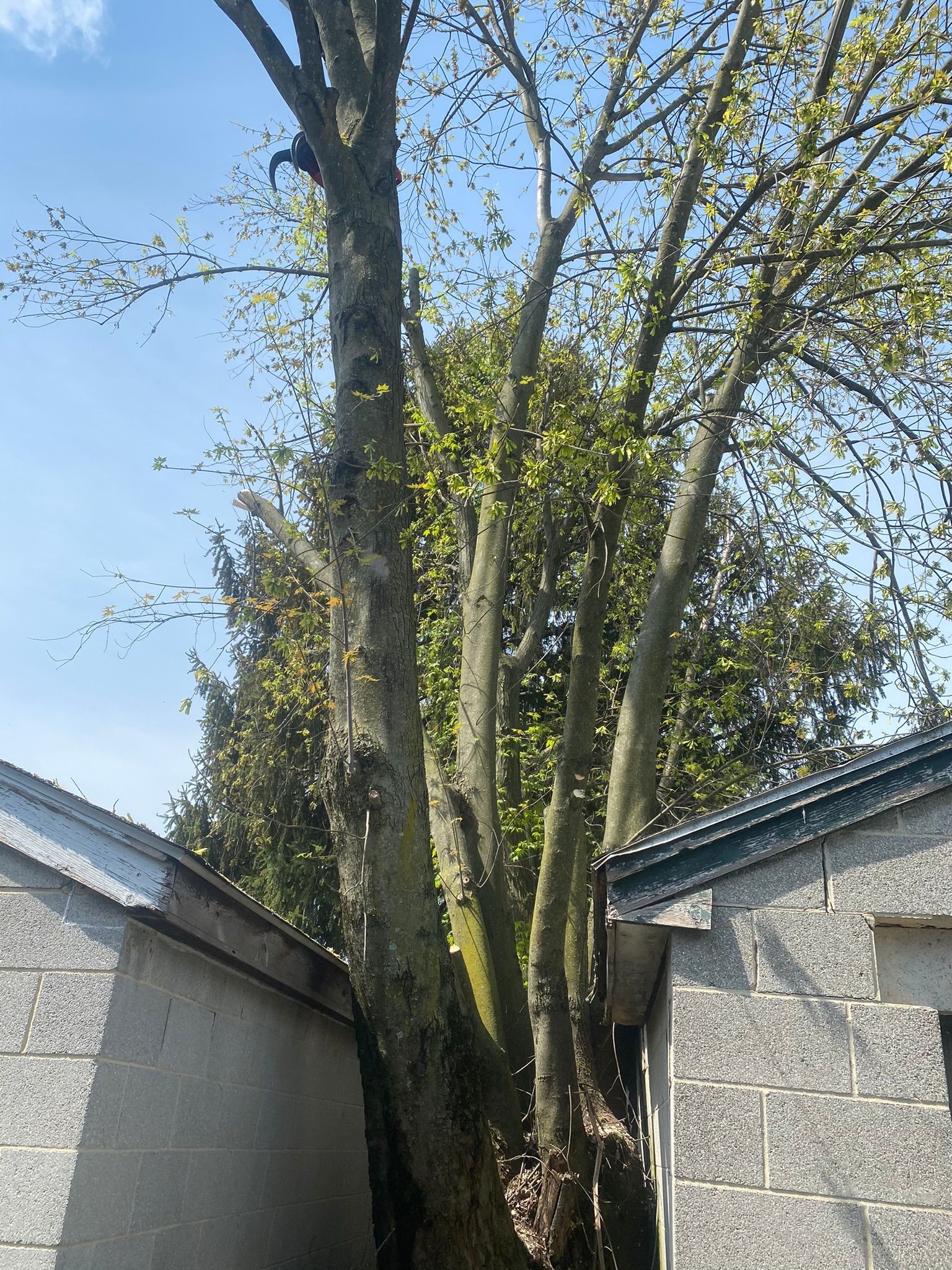 Tall tree growing between two gray buildings under a blue sky