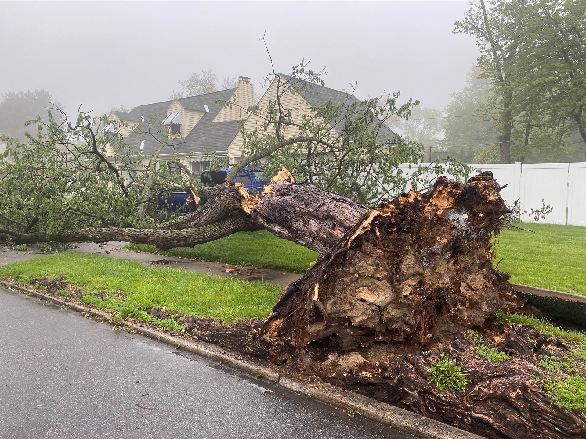 Uprooted tree fallen across a wet street in a foggy neighborhood, blocking the road.