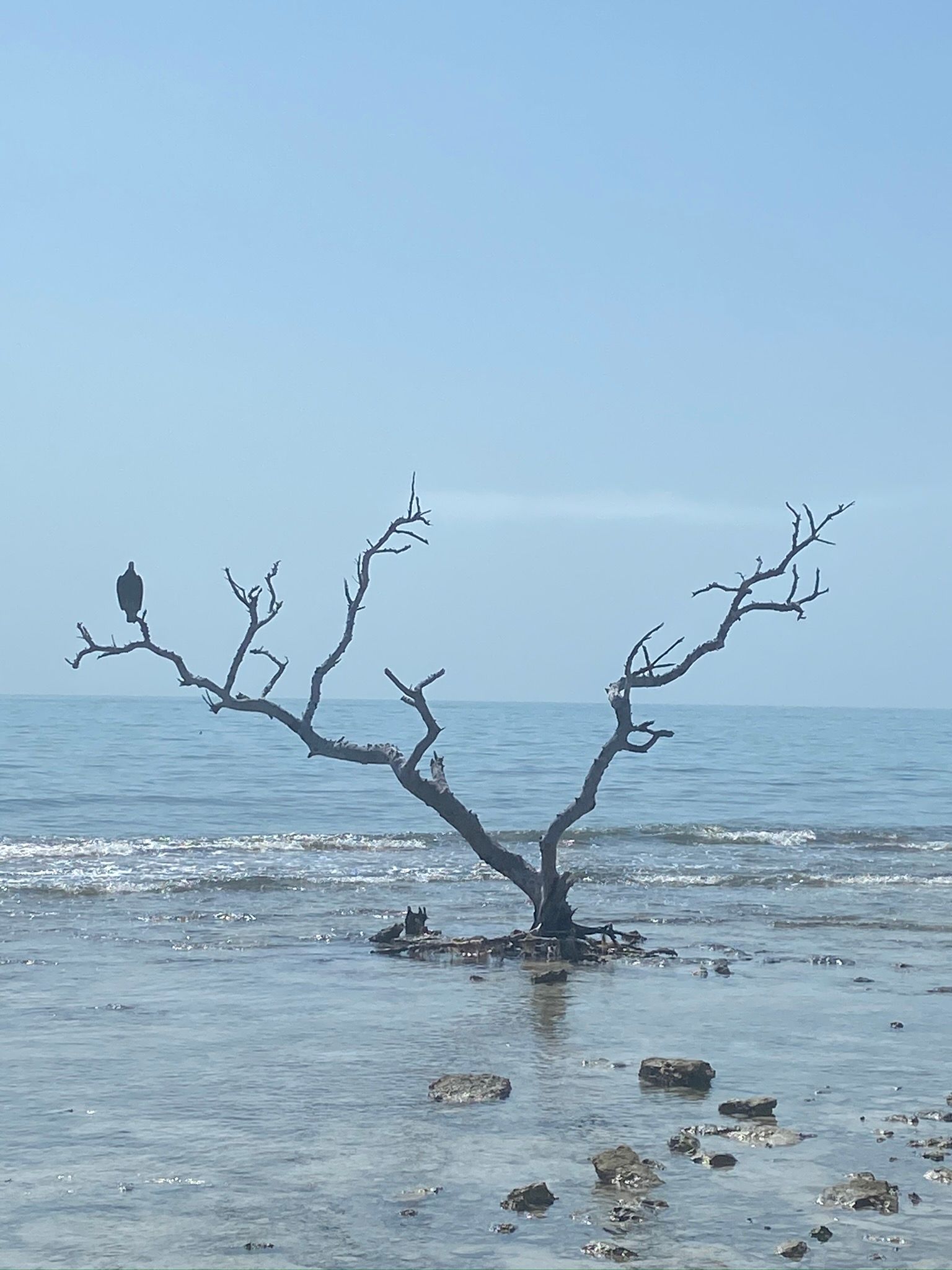 Bare tree in shallow sea with small birds perched on branches under a clear blue sky
