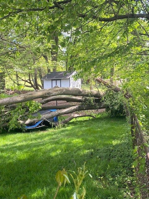 Backyard with a fallen tree across green grass, partially covering a blue object near a small shed.