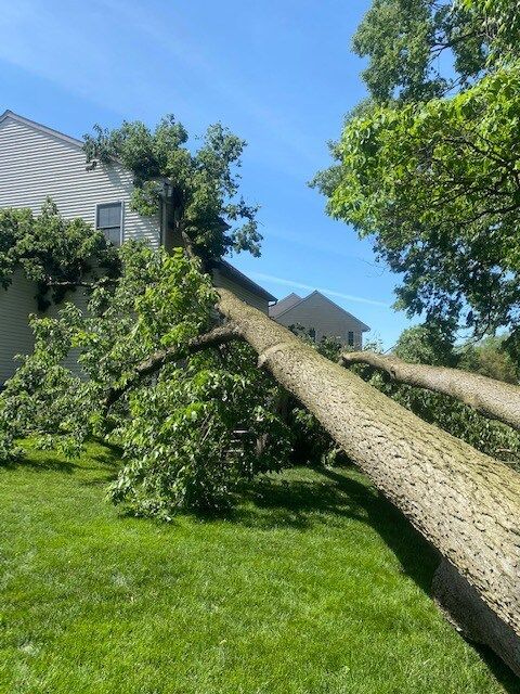 Large fallen tree leaning across a green lawn beside a house under a clear blue sky
