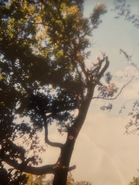 Tree silhouetted against a warm sunset sky, with leafy branches filling the upper left.