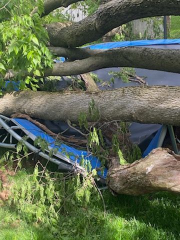 Large fallen tree limbs crush a blue tent in a grassy area.
