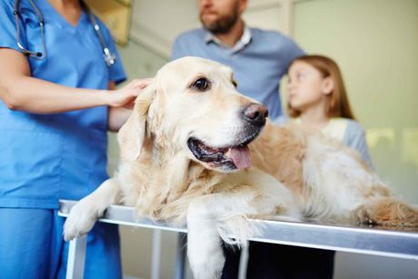 Veterenarian checks the dog