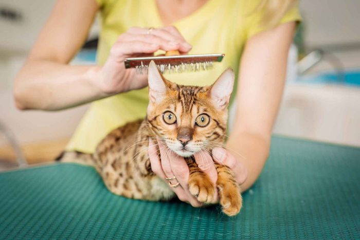 Cat being taken care of