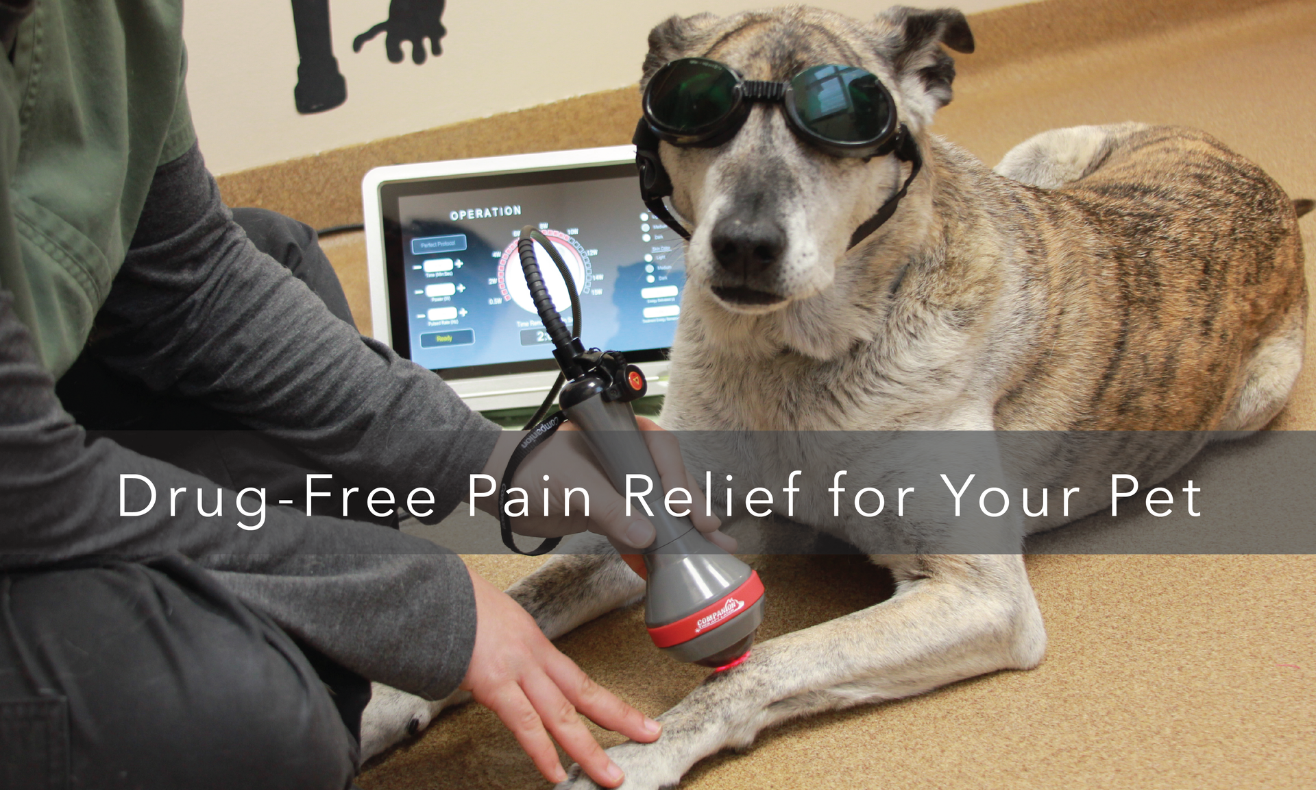 A vet gives laser therapy to a cat