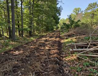 Cleared dirt path through a wooded area, with cut branches and brush piled along the sides.