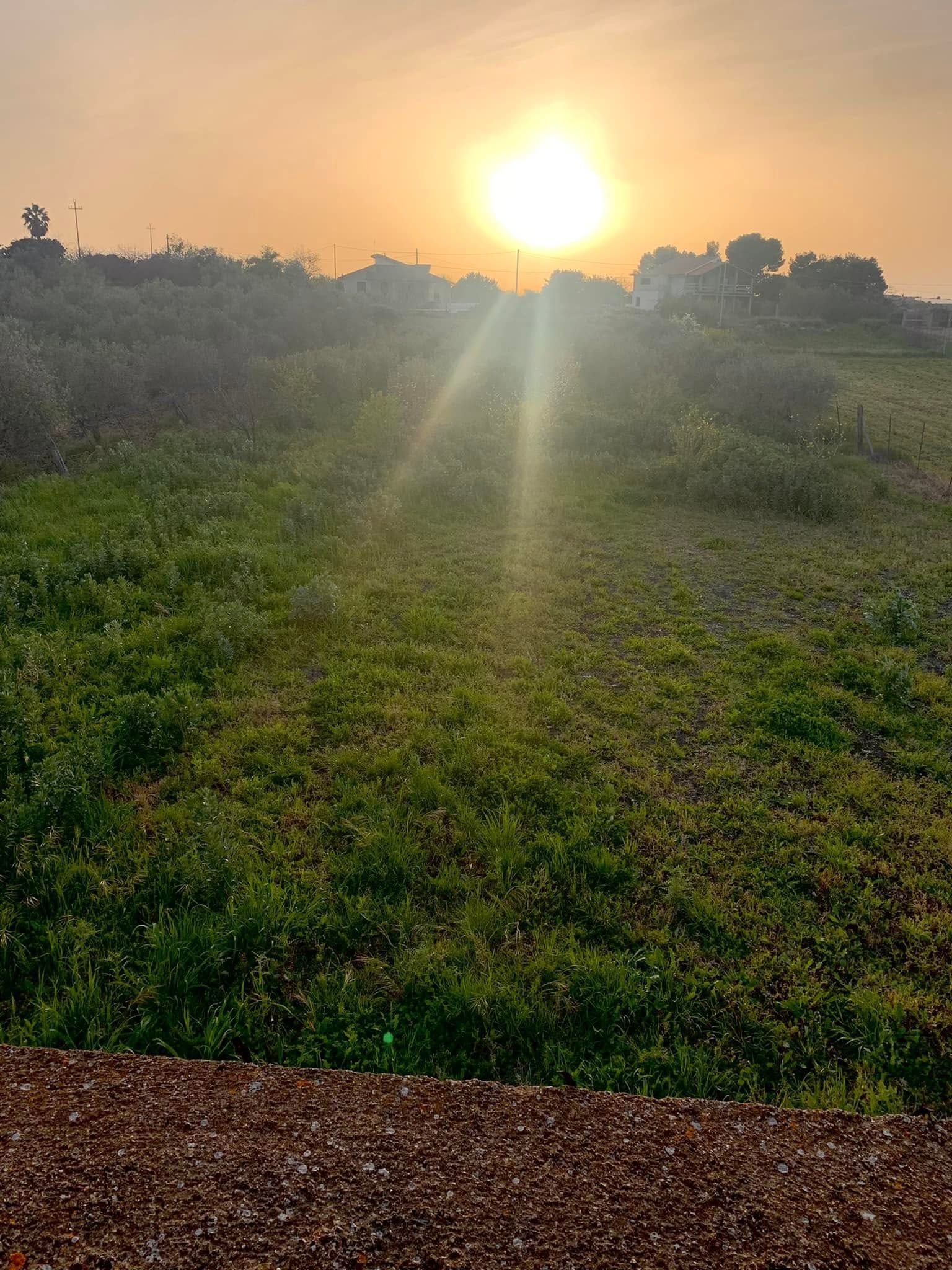 L'alba su un campo verde, avvolta da una luce nebbiosa, con un sentiero sterrato in primo piano.