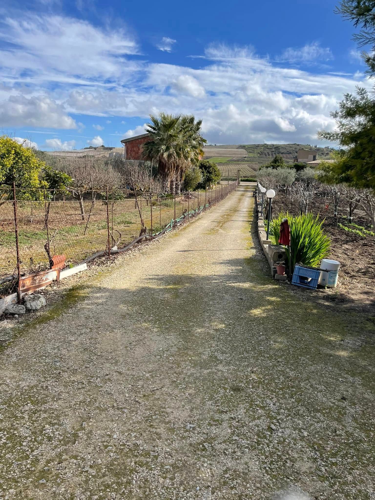 Un vialetto di ghiaia che attraversa un vigneto sotto un cielo azzurro brillante, con alberi e piante in vaso lungo il percorso.