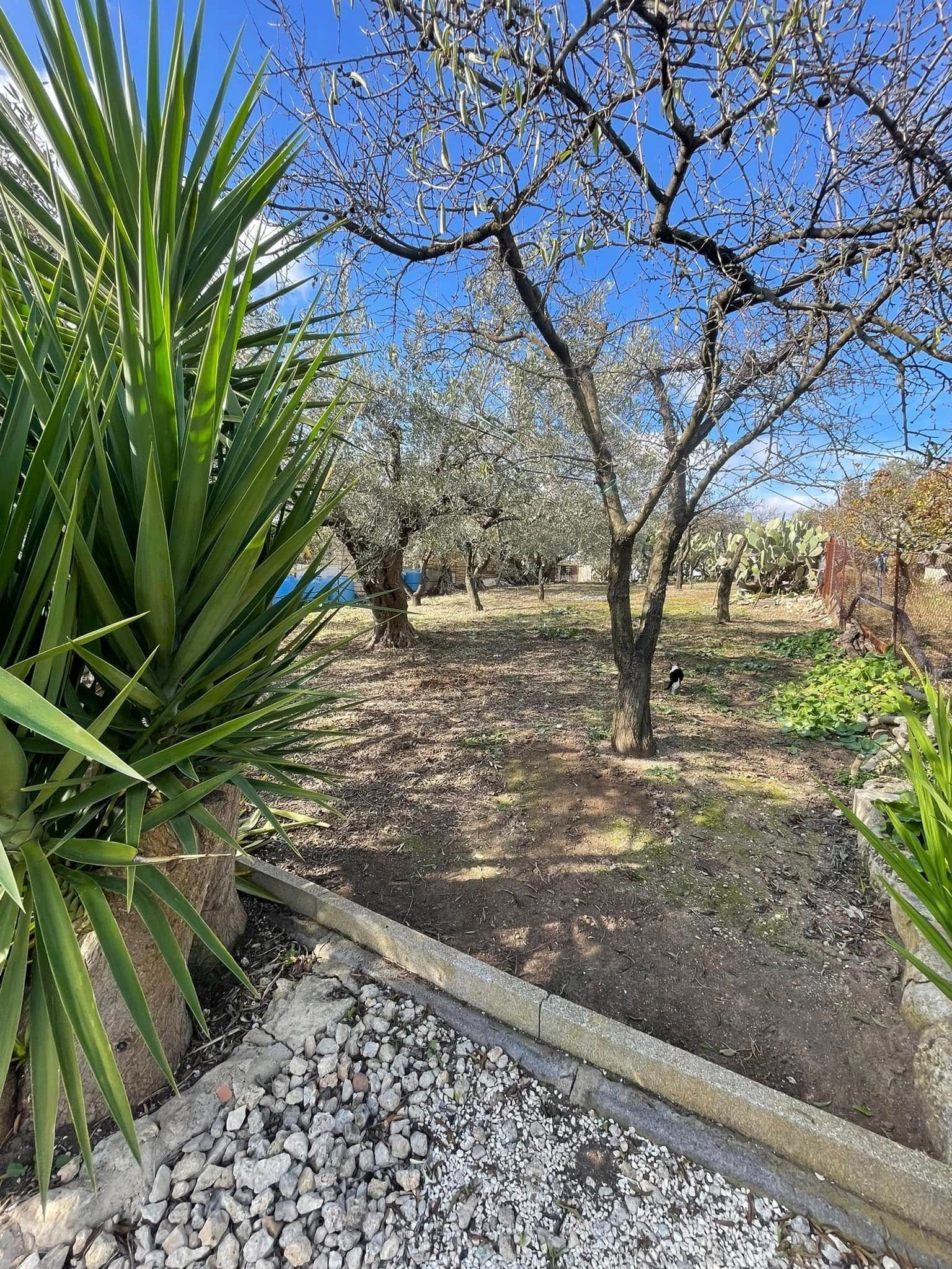 Sentiero nel giardino accanto a piante verdi spinose e alberi spogli sotto un cielo azzurro