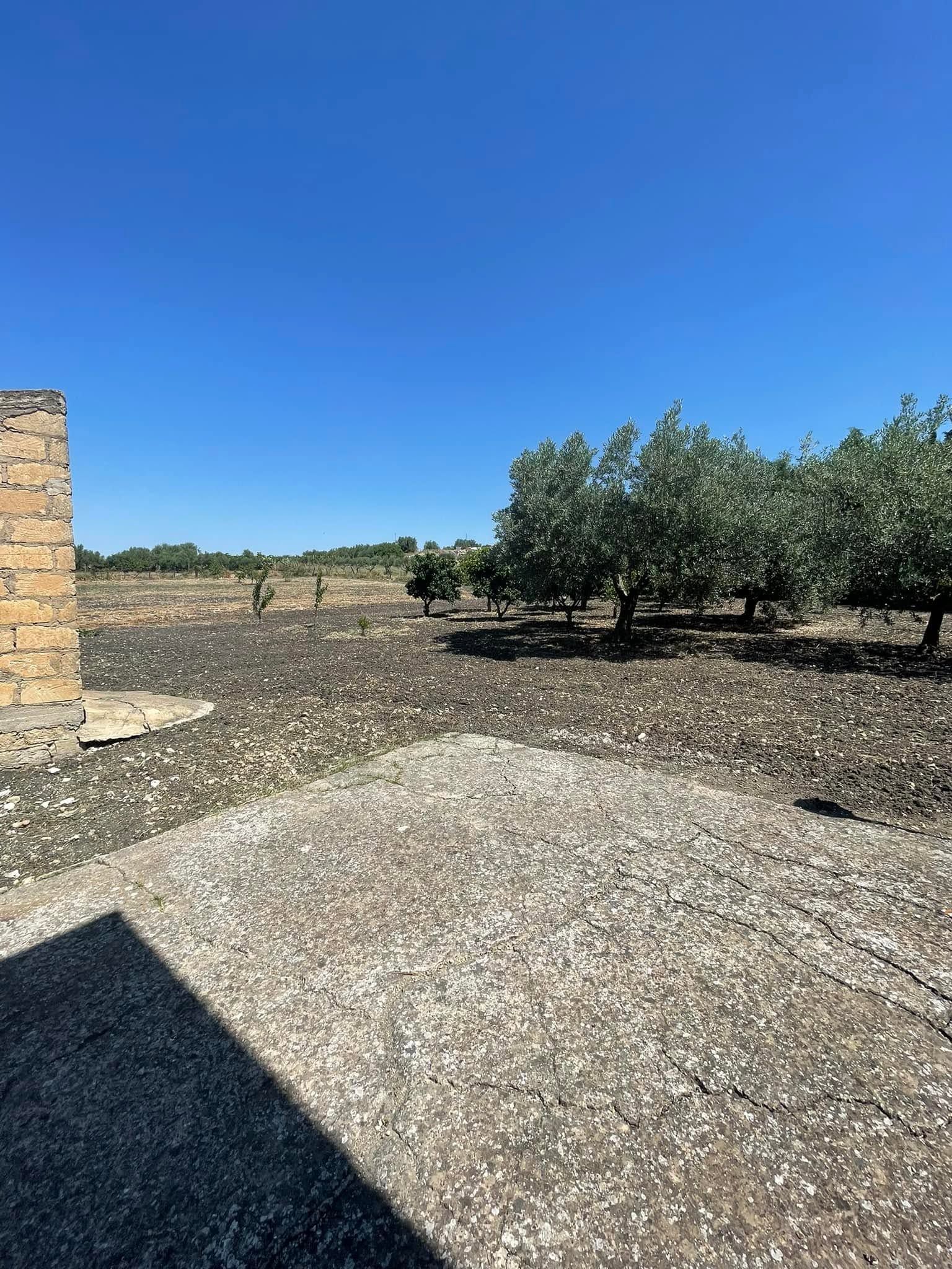 Cortile asciutto con ghiaia e ulivi sotto un cielo azzurro e limpido, accanto a un muro di pietra e all'ombra di un edificio.