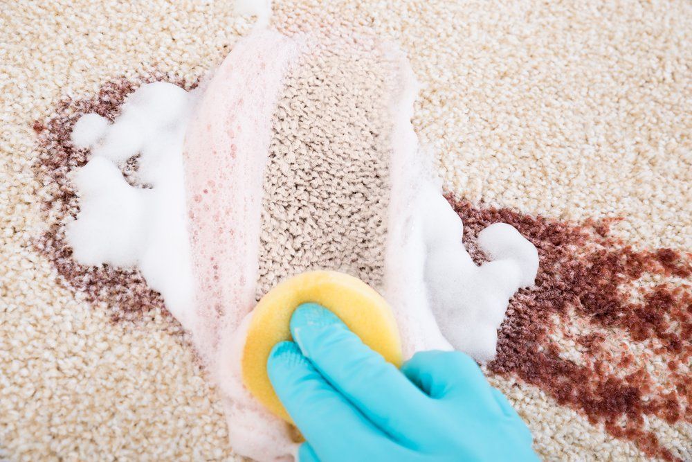 A Person Is Cleaning a Carpet with A Sponge and Foam — Turbo Clean in Tuncurry, NSW