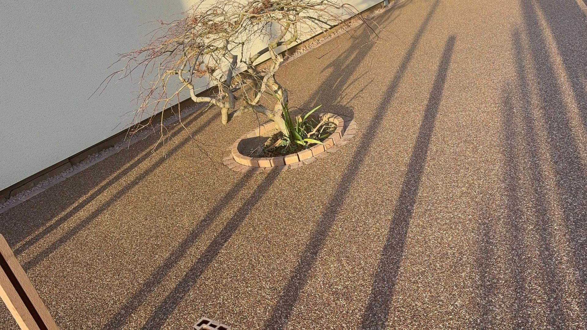 Potted shrub on a gravel path casting long shadows in warm sunlight