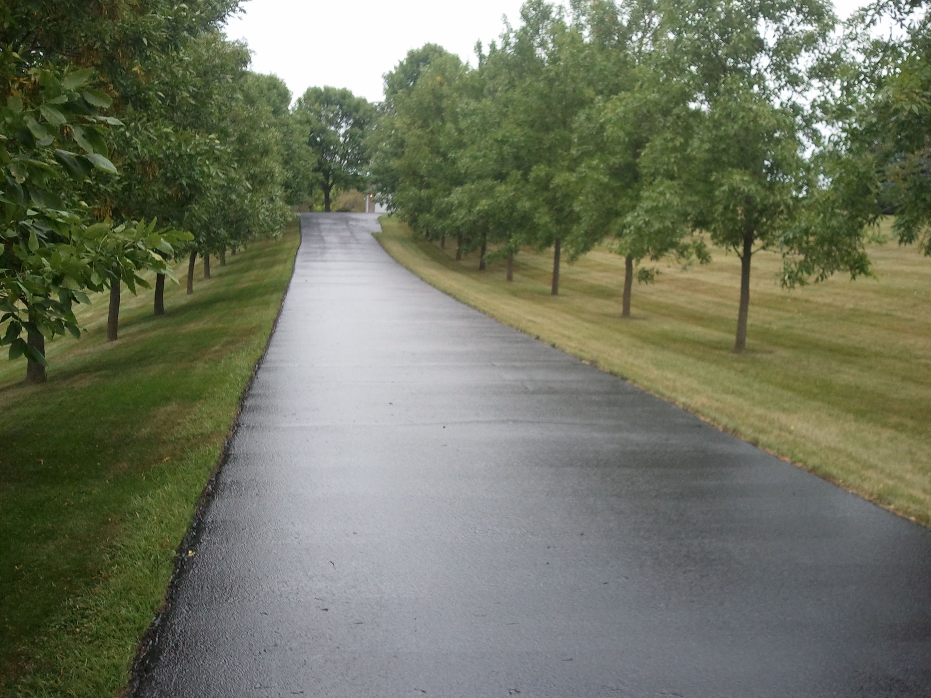 Wet paved path lined with trees in a grassy park