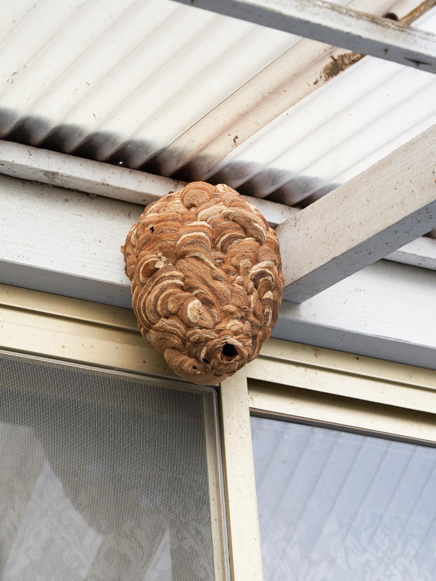 A large, tan-colored, oval wasp nest attached to a white wooden porch beam above a screened window.