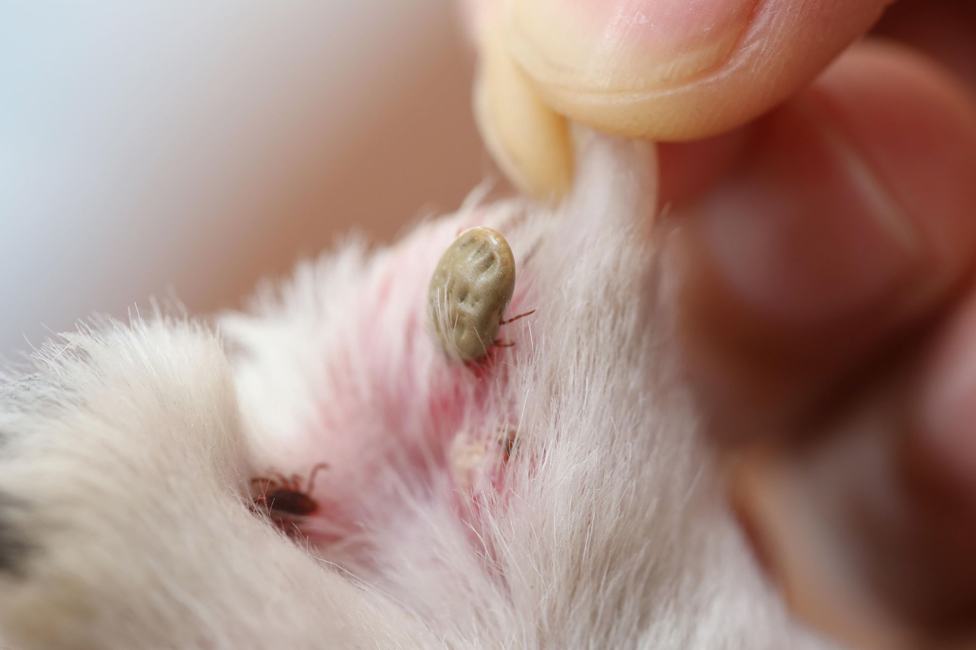 A person holds a pet's ear to reveal two ticks attached to the skin.