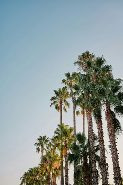 A row of palm trees against a blue sky