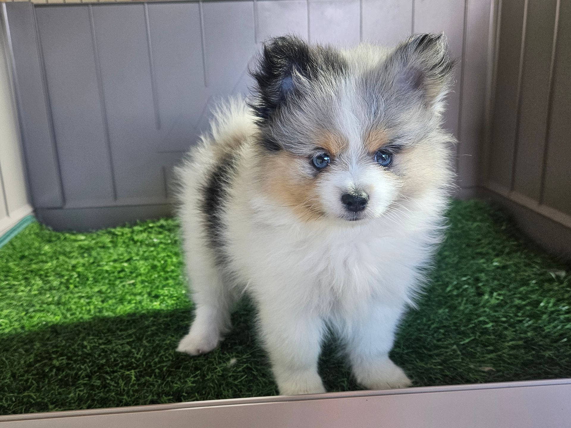Fluffy tricolor puppy standing on green turf inside a gray crate