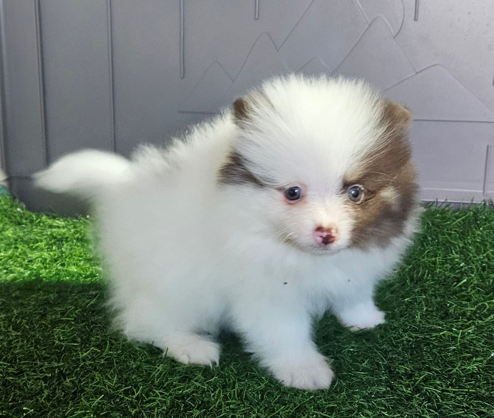 Fluffy white-and-brown puppy standing on green grass, looking at the camera.