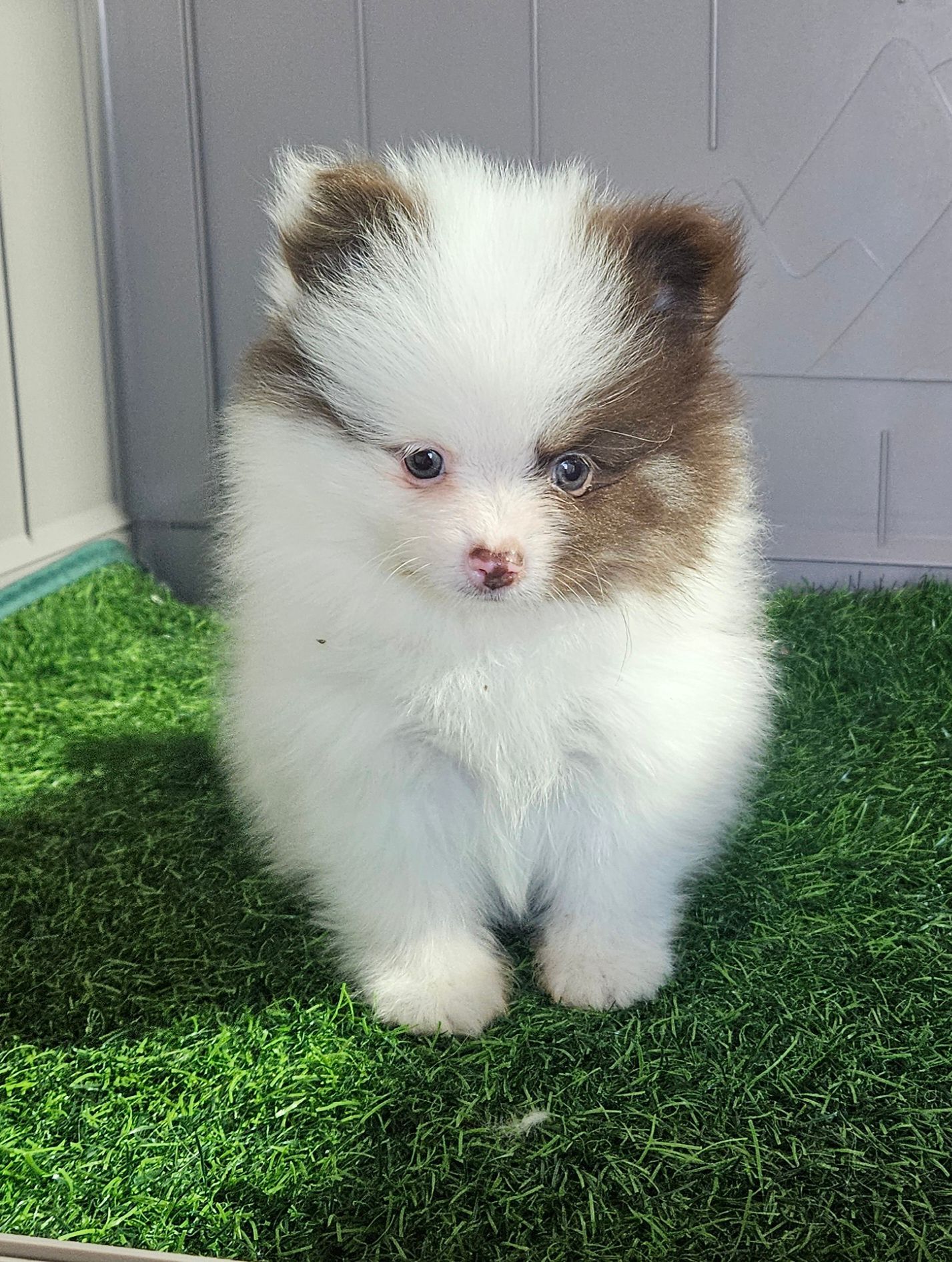 Small fluffy white-and-brown puppy standing on artificial grass, looking forward.