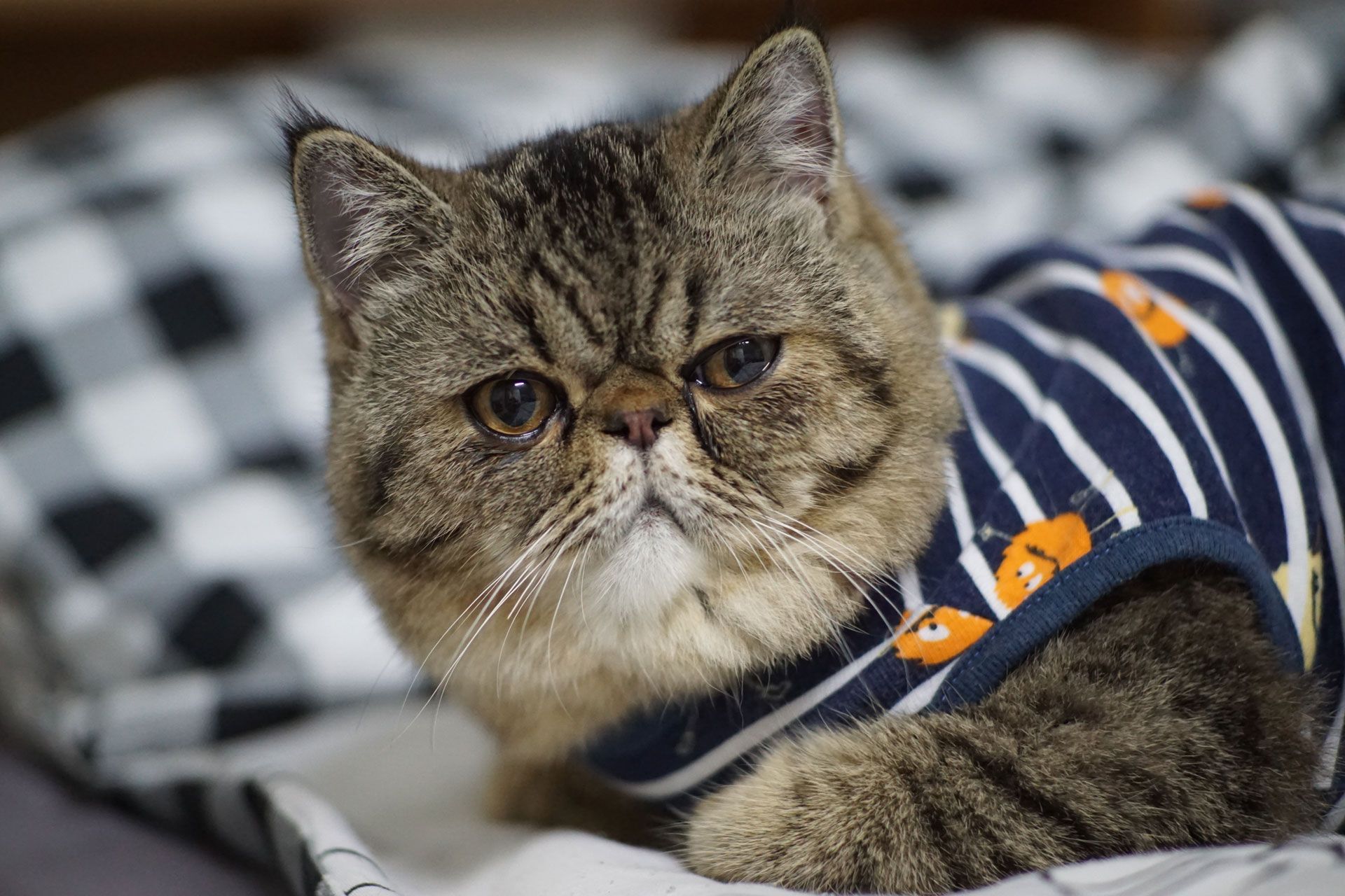 Grumpy-looking tabby cat in a navy striped sweater on a black-and-white checkered blanket