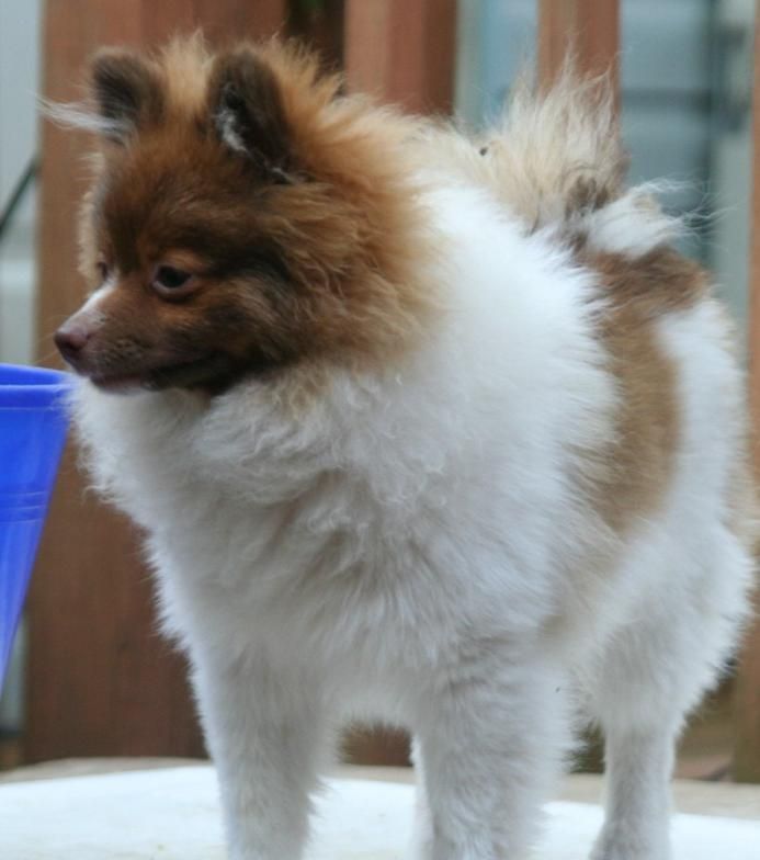 Small brown and white fluffy dog standing indoors, facing left.
