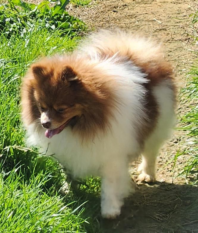 Fluffy brown-and-white dog standing on grass beside a dirt path, tongue out in sunlight