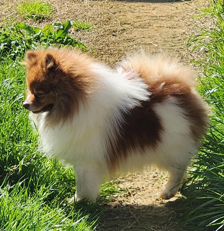Fluffy brown-and-white small dog standing on a grassy path outdoors