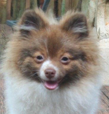 Small fluffy brown-and-white dog with ears up, panting and looking at the camera outdoors