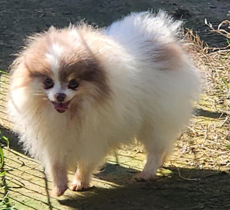 Small fluffy white-and-brown dog standing outdoors on a sunlit path, mouth open