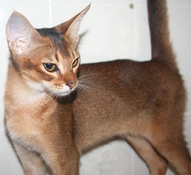 Slender brown cat standing sideways, looking left, with upright ears and tail raised against a white background