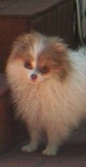 Fluffy brown-and-white Pomeranian standing indoors, facing the camera.