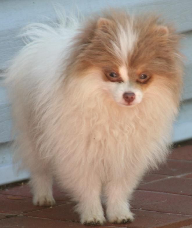 Small fluffy white-and-brown Pomeranian standing on a tiled floor, looking down.