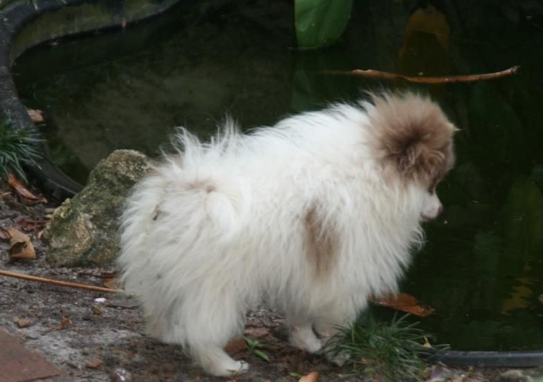Small fluffy white dog with brown ears standing near a pond by a rock and branch