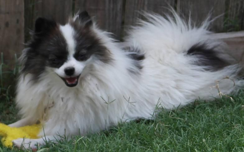 Fluffy black-and-white dog lying on grass, holding a yellow toy and panting lightly
