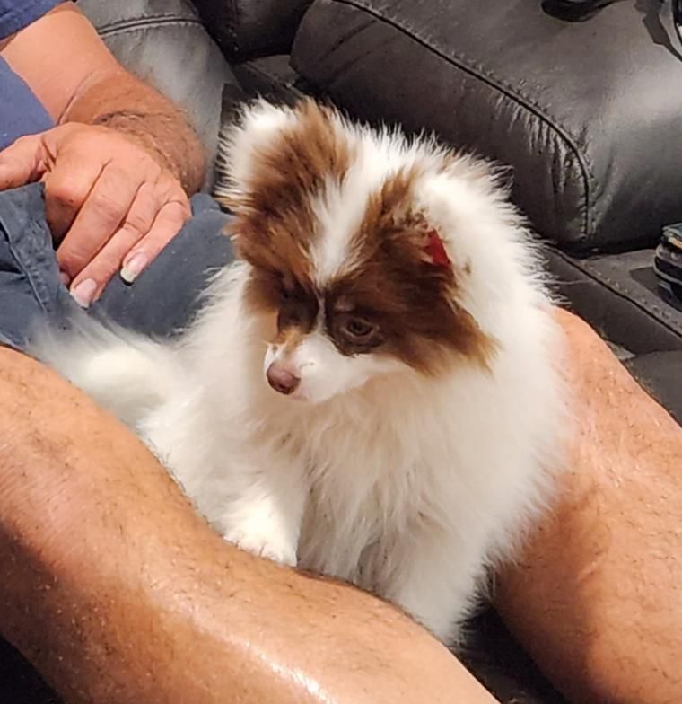 Small fluffy brown-and-white puppy sitting on a person’s lap beside a black couch