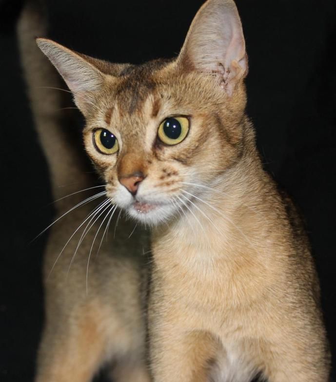 Alert tan tabby cat with large ears and bright eyes against a dark background