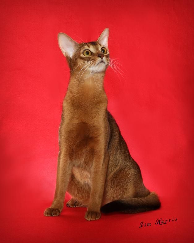 Sleek brown cat sitting against a bright red background, looking upward.