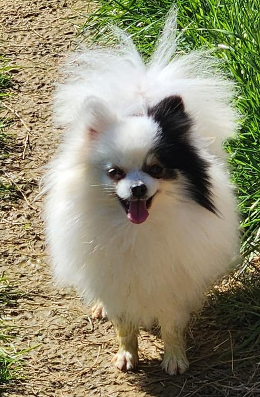 Small fluffy black-and-white dog standing on a dirt path with grass, tongue out