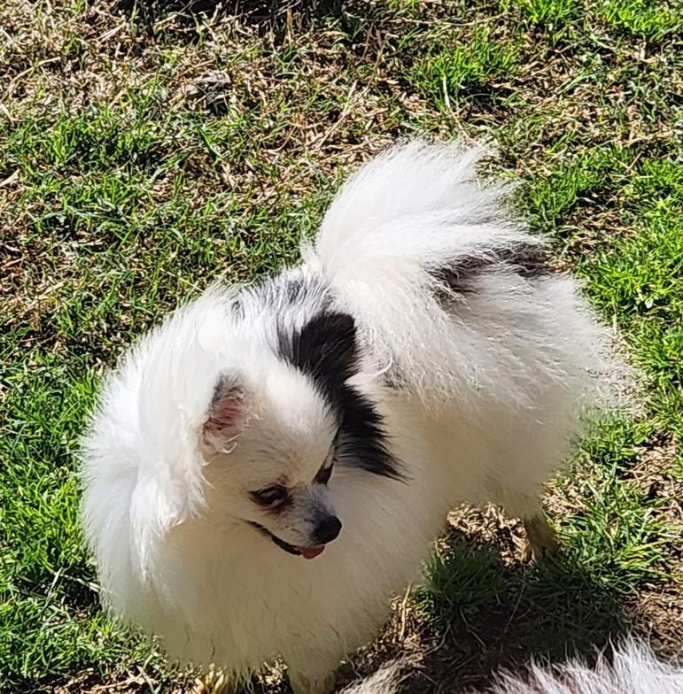 Small fluffy white-and-black dog standing on grass in sunlight