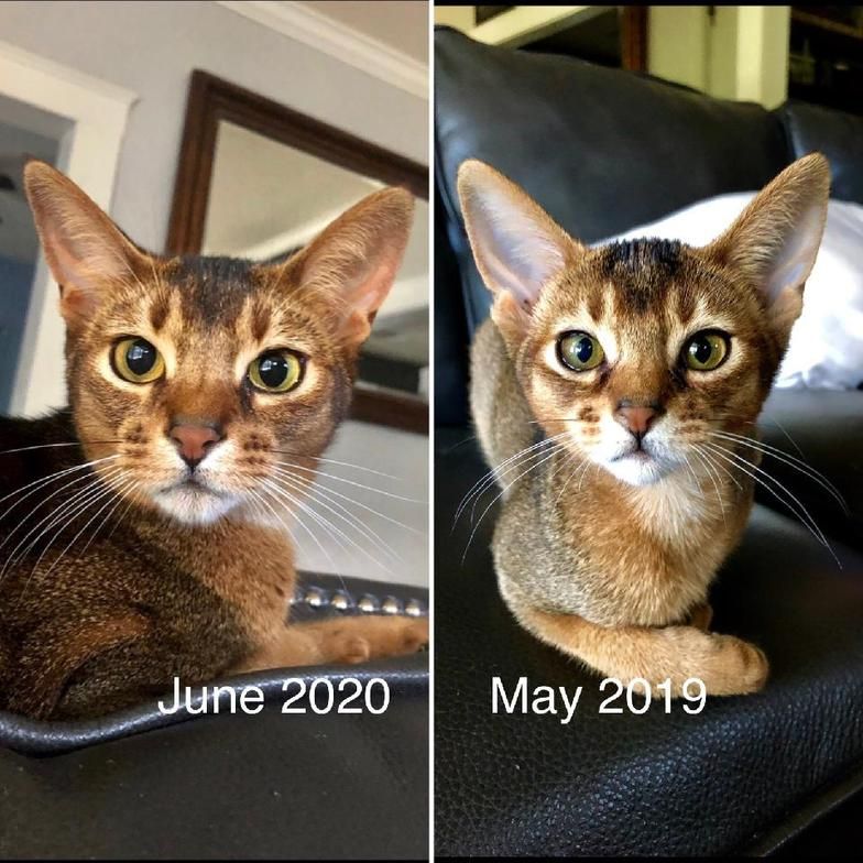 Split image of a brown cat on a chair, labeled “June 2020” and “May 2019,” showing two photos side by side