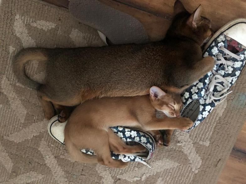 Two small dogs lying together on a carpet, one brown and one tan with a patterned shirt.