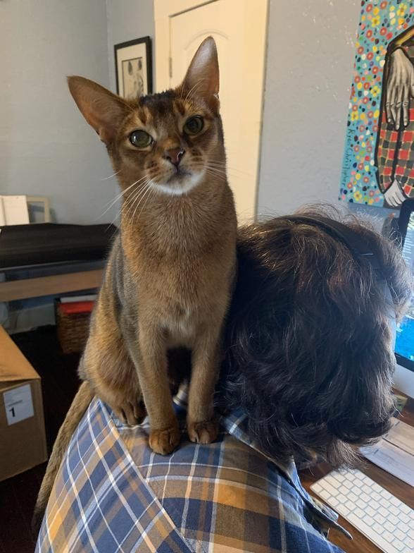 Brown cat perched on a person’s shoulders, facing the camera indoors
