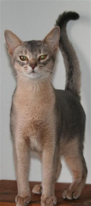 Slim gray and tan cat standing upright with tail curled against a plain background