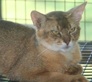 Brown tabby cat resting in a cage, looking at the camera