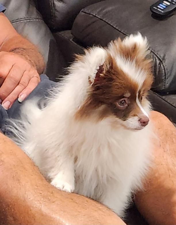 Small fluffy brown-and-white puppy sitting on a person’s lap on a couch, looking to the right.