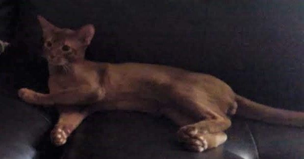 Brown cat lounging on a dark couch, stretched out with paws extended and looking at the camera.