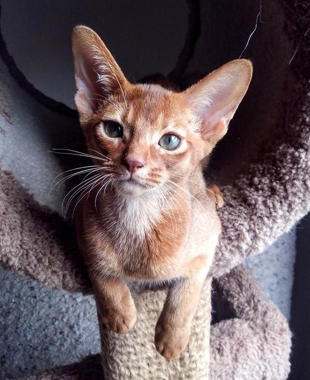 Orange kitten standing in a gray cat tree, looking at the camera with bright eyes