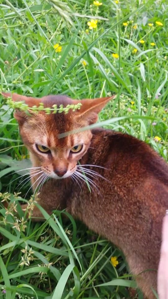 Brown cat crouching in tall green grass with a focused expression