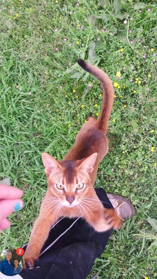 Orange tabby cat clings to a person’s leg on grass, looking up with tail raised.
